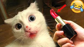 New Funny Cat and Dog Videos 😹🐶 Funniest Animals 🤣