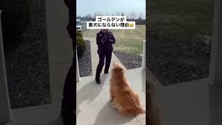 ゴールデンレトリバーが番犬になれない理由