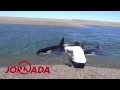 orcas raffa jornada achicado