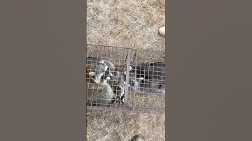 Check 3 on The Trapline!!!!! ( 5 more Coons)