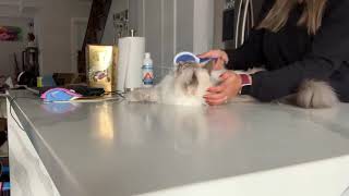 Siberian cat loves to get brushed! by Aegon Cat 2,535 views 3 years ago 4 minutes, 17 seconds