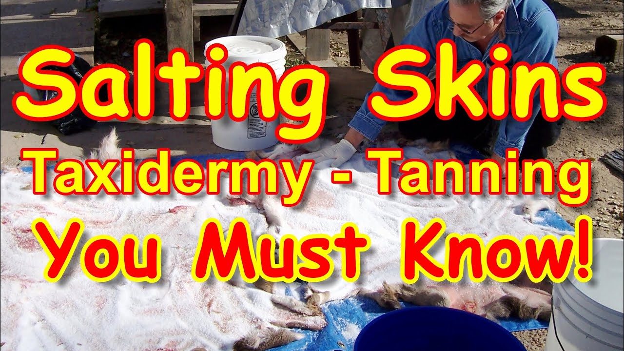 Salting Skins for Taxidermy Tanning or Preserving You Must Know