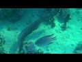 Snorkeling in the Coraya Bay Marsa Alam