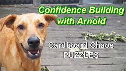 Confidence Building w Arnold - Cardboard Chaos w Puzzles