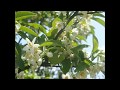 みかんの花咲く丘(川田正子)昭和21年 バイオリン演歌