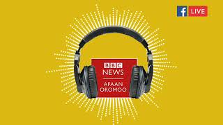 BBC Afaan Oromoo - Oduu Galgala hardhaa