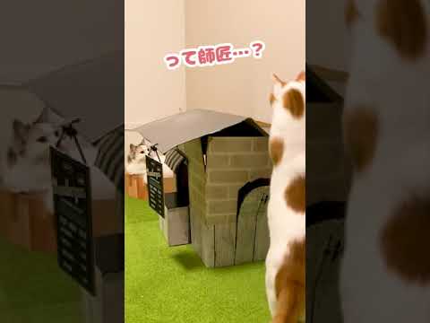 フリちゃうで！？フリと！【おしゃべりする猫】 #Shorts