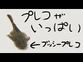 【アクアリウム】プレコがいっぱい