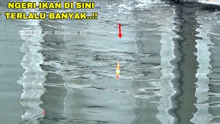 Ya Tuhan.!! Mancing Di Sarang Ikan Nila Umpan Jatuh Langsung di Sambar