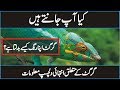 How Do Chameleons Change Color in Urdu Hindi | Discover The World