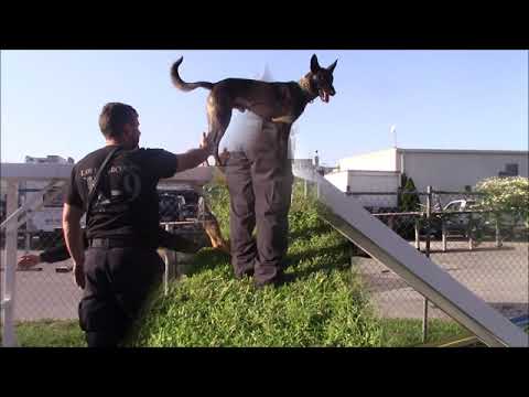 Video: Trening Av Neste Generasjon Av Søke- Og Redningshunder På Penn Vet Working Dog Center