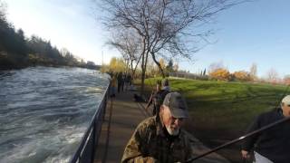 Chum Fishing at Whatcom Creek 2015 11 20