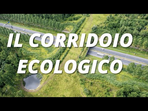 Video: Cos'è un corridoio della foresta?