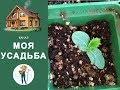 ПЕРЕСАДКА ОГУРЦОВ ИЗ ОПИЛОК В ЗЕМЛЮ