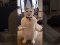 #catvideos #catshorts