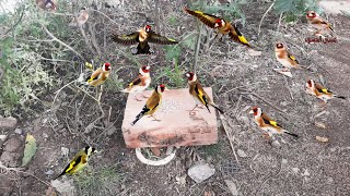 فيديو الطيور - مع أفضل بتبتة لتحفيز طائر الحسون، هيج حسونك