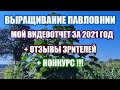 Выращивание павловнии. Мой видеоотчет за 2021 год. ( Конкурс продлен до мая 2022г )