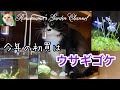 【ウサギゴケ】今年の初買はウサギのようなお花が咲くウサギゴケ　#ウサギゴケ　＃猫
