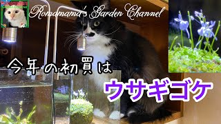 【ウサギゴケ】今年の初買はウサギのようなお花が咲くウサギゴケ　#ウサギゴケ　＃猫
