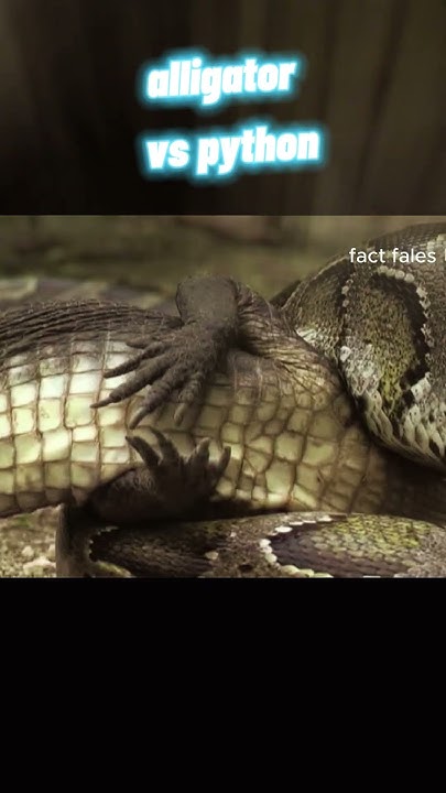 When Titans Clash: Alligator vs. Python Showdown! - YouTube