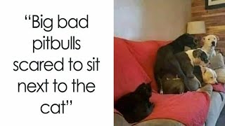 Hilarious Cat Memes That Show Why The Internet Loves Them So Much  Part 3