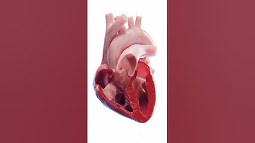 See the Wonder of Your Beating Heart - 3D Animation #shorts #neet #doctor