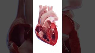 See the Wonder of Your Beating Heart - 3D Animation #shorts #neet #doctor