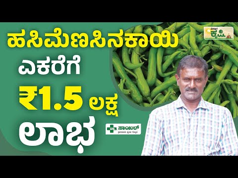 ಎಕರೆಗೆ 1.5 ಲಕ್ಷ ರೂ. ಲಾಭ | Green Chilli Farming In Kannada | Vistara Krishi | ಹಸಿ ಮೆಣಸಿನಕಾಯಿ ಕೃಷಿ