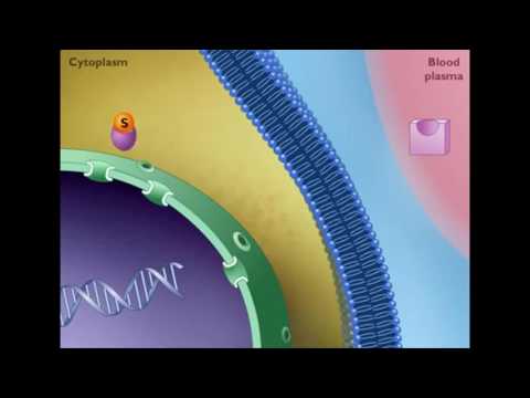 ვიდეო: არის თუ არა ფარისებრი ჯირკვლის ჰორმონები სტეროიდები?