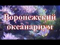 🏃  🐬  Воронежский океанариум.Шоу кормление акул.