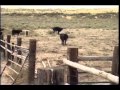 "El Caballo: The Wild Horses of North America" (2001) - Short Version