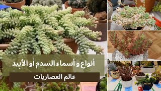 Sedum Succulent | أنواع النباتات العصارية: انواع و اسماء النباتات العصارية - عصاريات السدم أو الأبيد