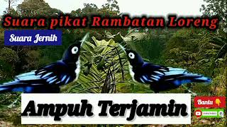 Download Lagu Suara pikat /Masteran Rambatan Loreng Jernih MP3 Download Lagu Suara pikat /Masteran Rambatan Loreng Jernih MP3