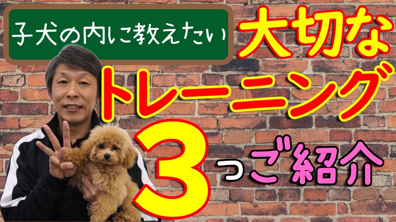 子犬のしつけ 優先度が高い３つのトレーニングについて Youtube