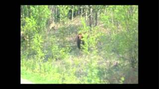 Adolescent grizzlies, and an Agressive Wasp.wmv