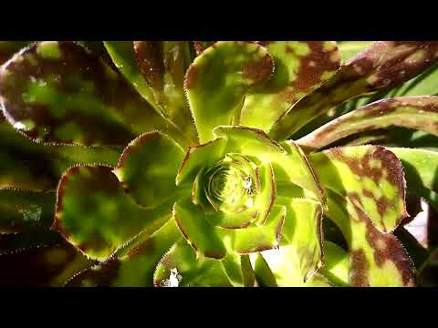 Siemprevivas y un huésped 😁😍 Siemprevivas y un huésped 😁😍