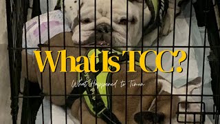 What is TCC?   What Happened to Timon?