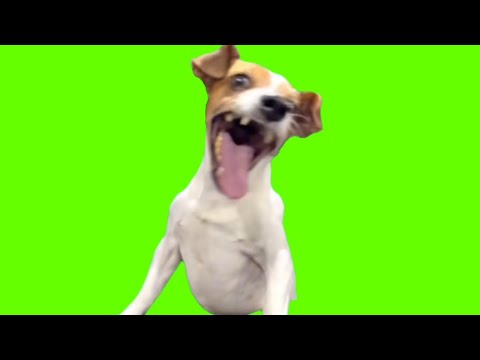 Dog laughing meme green screen