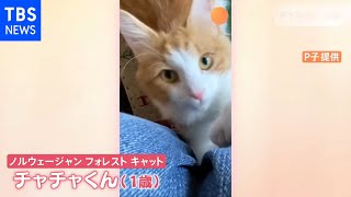 【一押し映像】ぬいぐるみに強烈パンチする猫