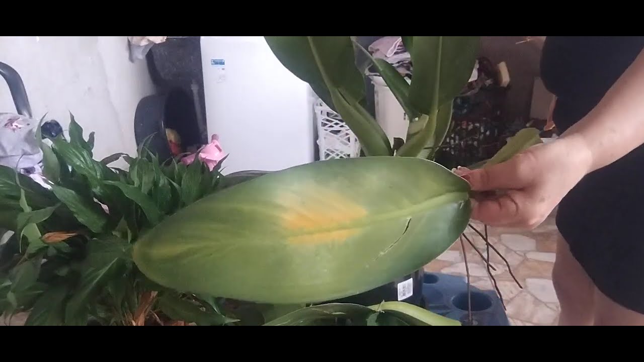 Poda radical na planta pacova 