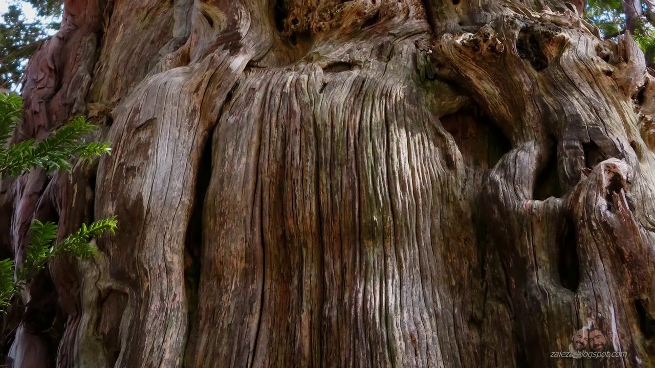 Tejo de La Barranca (Barcina de los Montes)