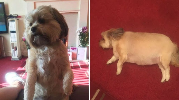 Dog Couldn’t Move After Finishing Entire Christmas Dinner While Family Wasn’t Watching
