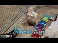 Monday Ferret Playtime, Ferret vs Mouse (Ferret Business #82) おもちゃで遊ぶフェレット