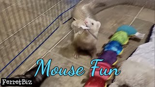 Monday Ferret Playtime, Ferret vs Mouse (Ferret Business #82) おもちゃで遊ぶフェレット
