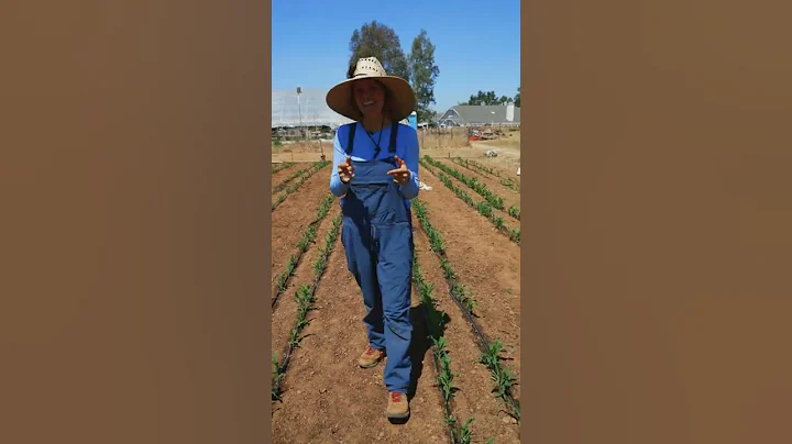 How Backyard Gardeners Can Grow Their Own Corn - DayDayNews