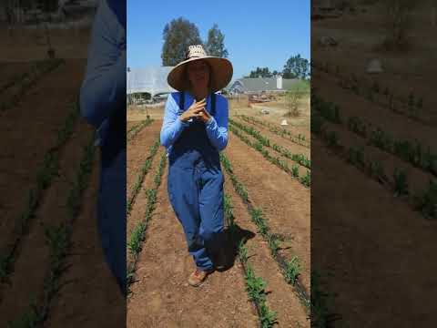 Vídeo: Cuidados com as plantas de Broomcorn: Aprenda sobre o cultivo de Broomcorn em jardins