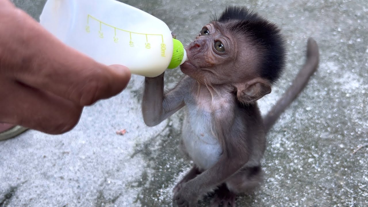 Wini, a smart child, came running after milk