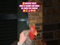 he choked his chicken😱 #epicchickenvideos #epicfunnyshorts #roosters #animals#funnyanimals #epic#fyp