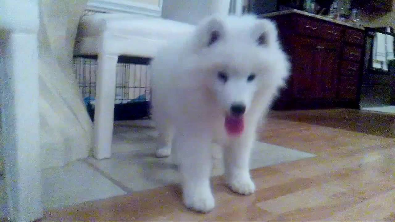 Samoyed puppy - At home with Kasha - YouTube