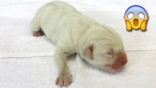 Rare White Straw Cane Corso Puppy 1 Day Old by Shipley Cane Corso 4,538 views 4 years ago 47 seconds